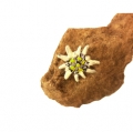 Ansteck-Pin<br>Edelweiss-Brosche<br>klein